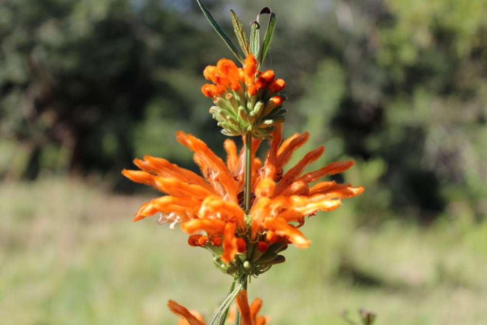 Čerstvá květina Wild Dagga nebo Leonotis Leonurus 